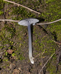 Entoloma discrepans