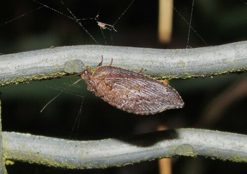 Australian Variable Lacewing photo 4
