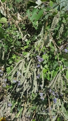 Phacelia congesta