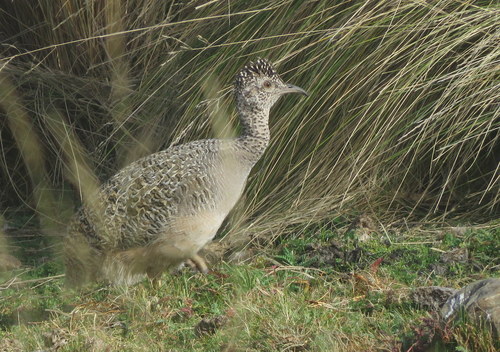 Nothoprocta ornata