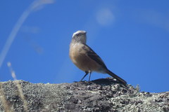 Ochthoeca oenanthoides