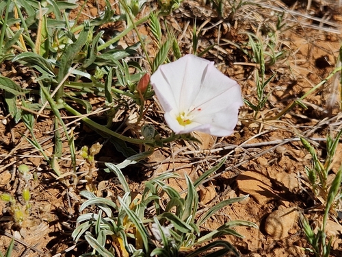 Image of Convolvulus lineatus by (c) Jens-Christian Svenning, some rights reserved (CC BY)