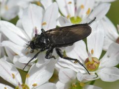 Empis ciliata