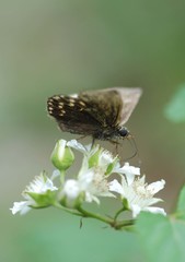 Erynnis montanus