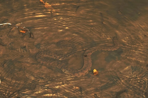 Arafura File Snake sighting