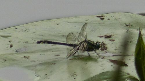 Common Clubtail, Nationaal Beek- En Esdorpenlandschap Drentsche Aa, NL-DR-TY, NL-DR, NL, photo 6 of 10