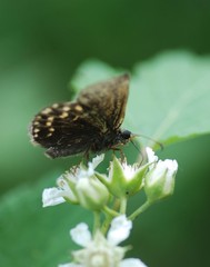 Erynnis montanus
