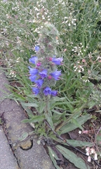 Echium vulgare