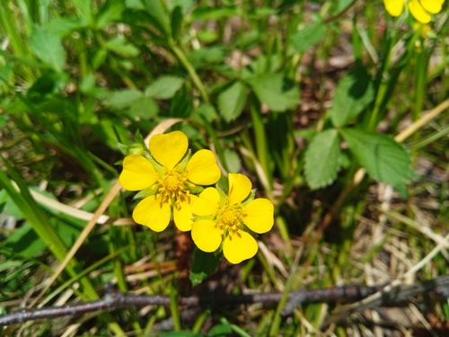 Sunny-place cinquefoil