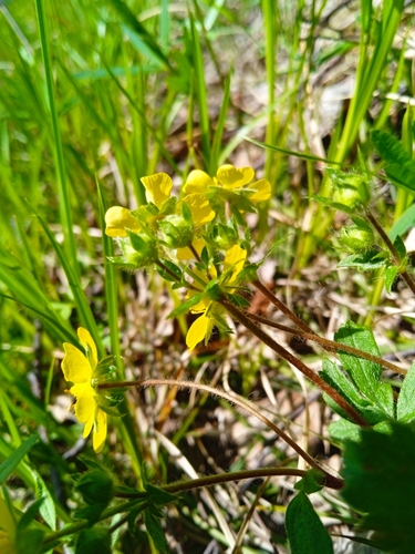 Sunny-place cinquefoil