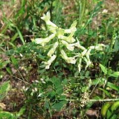 Astragalus soxmaniorum
