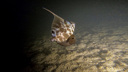 Common veilfin (Metavelifer multiradiatus) — Veliferidae — 5