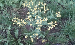 Senecio vernalis