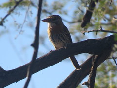 Nystalus maculatus