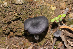 Entoloma discrepans