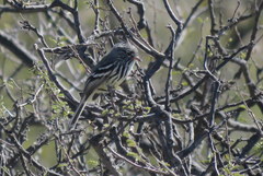 Anairetes flavirostris