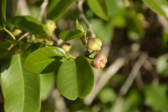 Ficus citrifolia