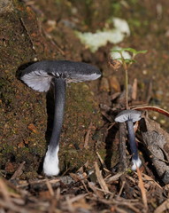Entoloma discrepans