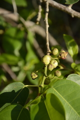Ficus citrifolia