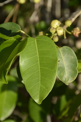 Ficus citrifolia