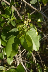 Ficus citrifolia