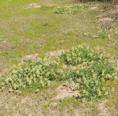Astragalus soxmaniorum