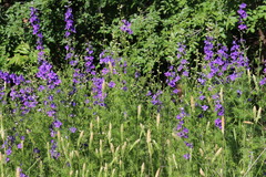 Delphinium ajacis
