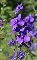 Delphinium ajacis
