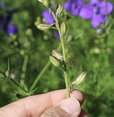 Delphinium ajacis