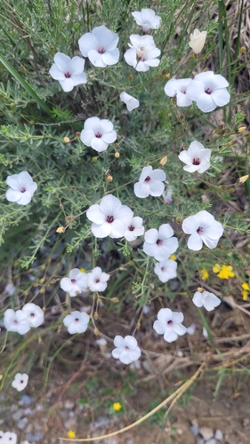 Linum suffruticosum (Linum suffruticosum)