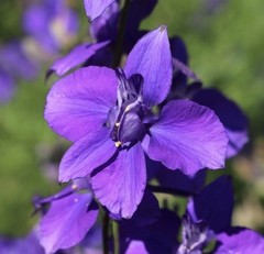Delphinium ajacis