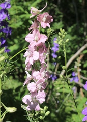 Delphinium ajacis