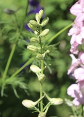 Delphinium ajacis
