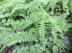 Amauropelta beddomei