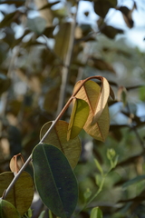Chrysophyllum oliviforme image