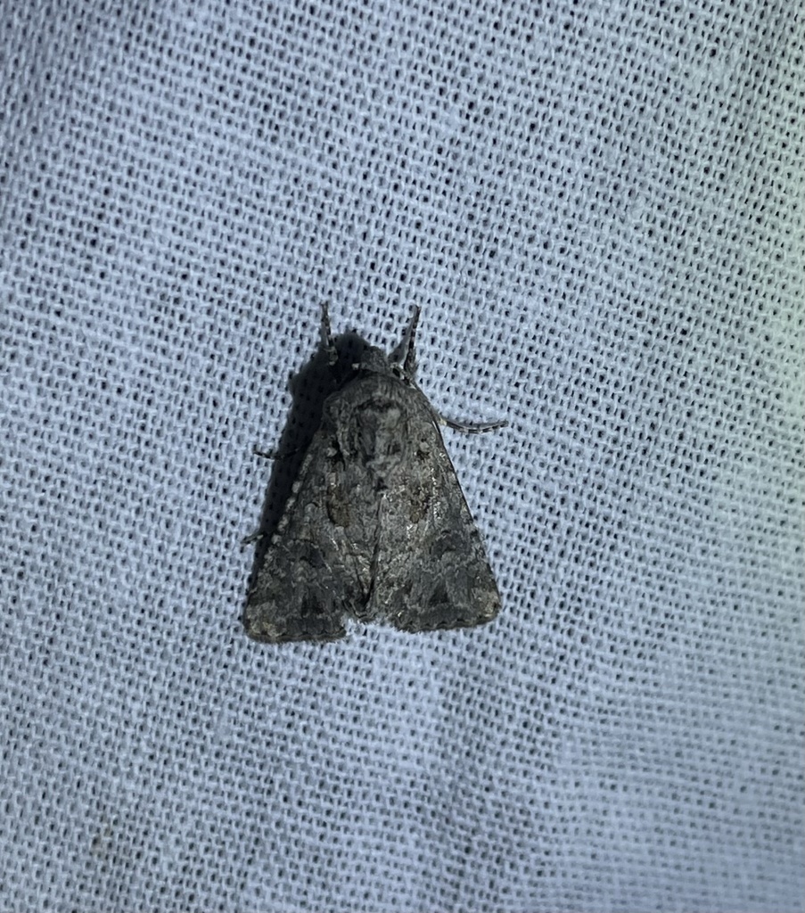 Cardepia helix