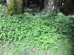 Amauropelta beddomei