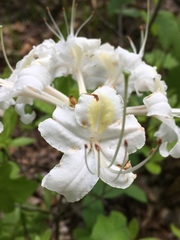 Rhododendron alabamense
