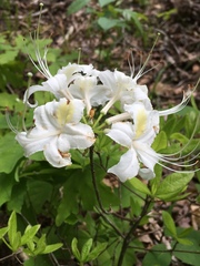 Rhododendron alabamense
