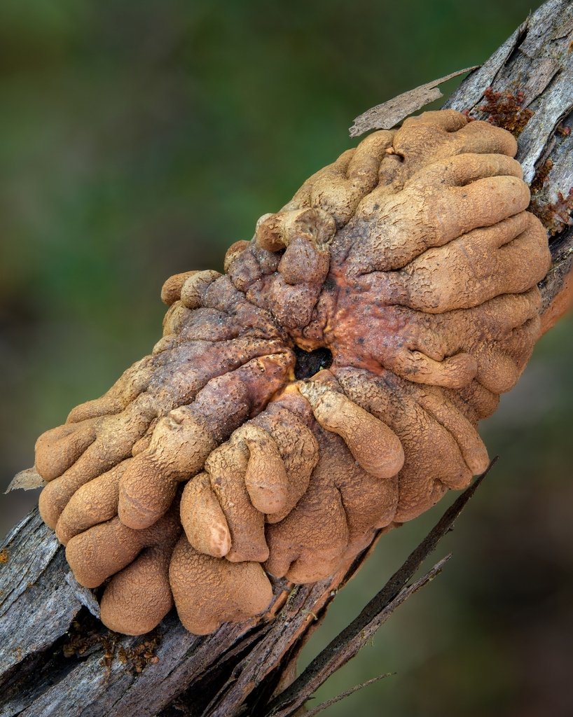Tea-tree Fingers