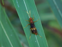 Trogomorpha arrogans