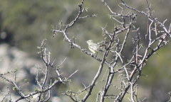 Stigmatura budytoides