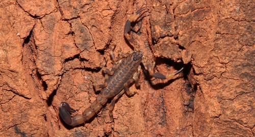 African Forest Scorpion