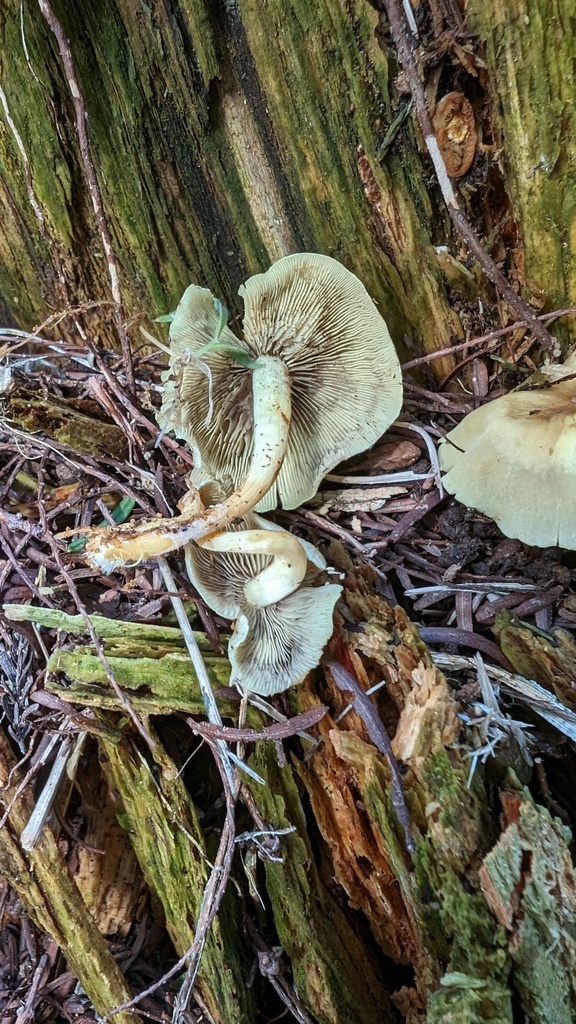 Hypholoma fasciculare · June 2024 · photo: © atsushi_nakajima_cirque (iNaturalist, cc-by)