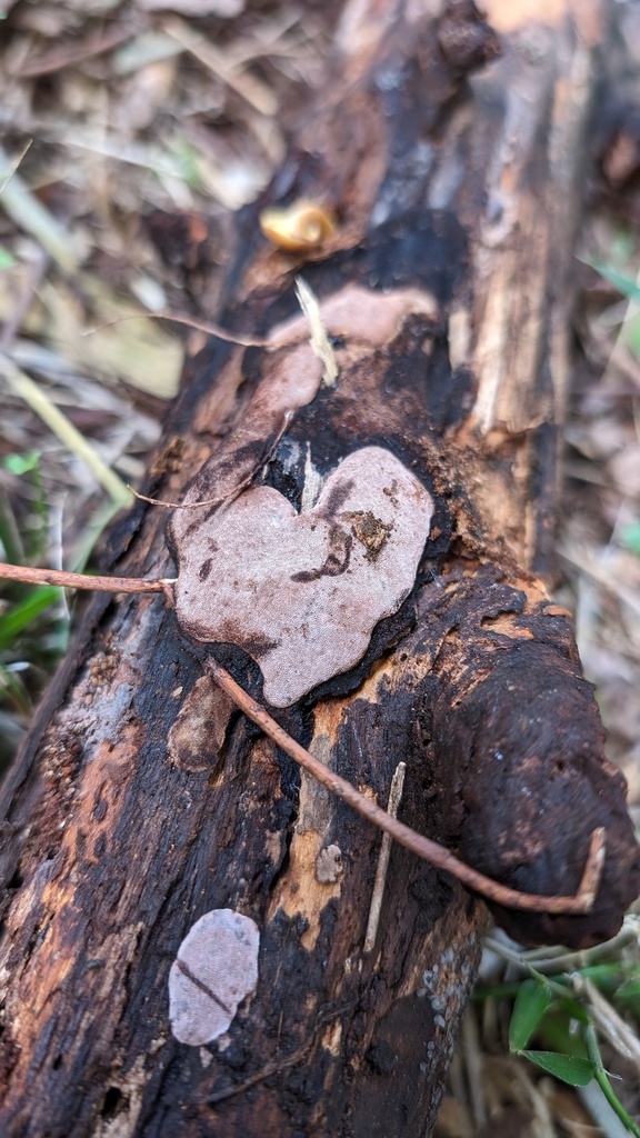 Abundisporus pubertatis · June 2024 · photo: © atsushi_nakajima_cirque (iNaturalist, cc-by)