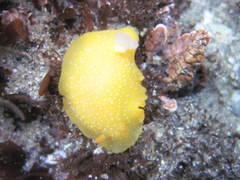 Doriopsilla albopunctata