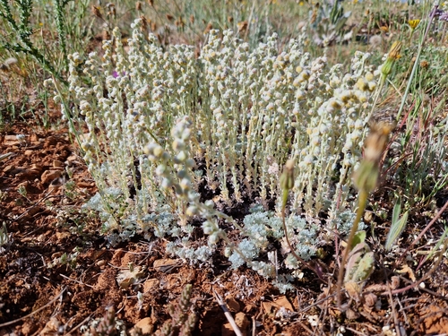 Artemisia assoana, photograph 4