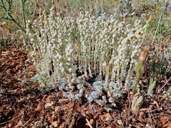 Artemisia assoana, photograph Jens-Christian Svenning, CC BY, iNaturalist via GBIF