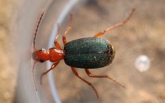 Brachinus crepitans