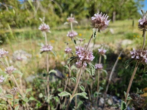 Image of Marrubium supinum by (c) Jens-Christian Svenning, some rights reserved (CC BY)